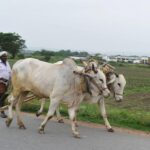 Farmers Welcome Recent Rainfall in Madanapalle Region