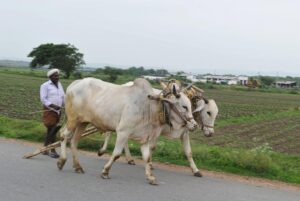 Farmers Welcome Recent Rainfall in Madanapalle Region